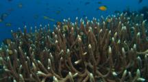 Small Fish Above Staghorn Coral