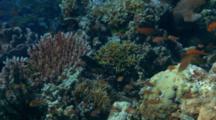 Small Coral Reef Scenic