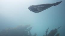Atlantic Halibut In Aquarium- Female Passes Camera Right To Left, Disappears Into Darkness
