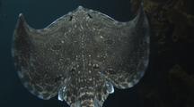 Thornback Ray - Male (Raja Clavata) Swimming Towards The Surface