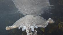 Pov Behind Thornback Ray - Male (Raja Clavata) Swimming, Skimming Under The Surface