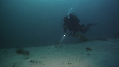 Diver picking scallops - Pecten maximus. 