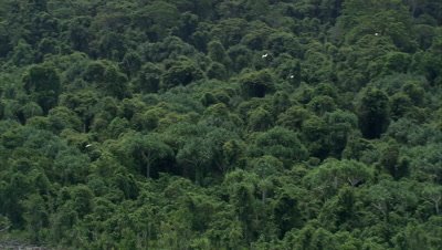 Tracking birds fly over rainforest