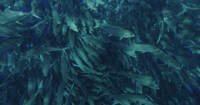large school of jacks, sunlight patterns visible on fish