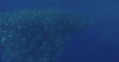 large school of fish swimming in vortex formation