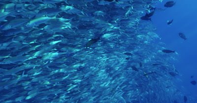 Large school of jackfish swimming across camera