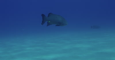 Close up on Grouper swimming near seabed