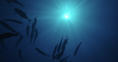 Low angle of fish silhouettes near surface