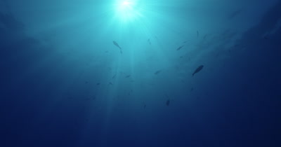 Low angle of sun shining through surface with fish silhouettes. 