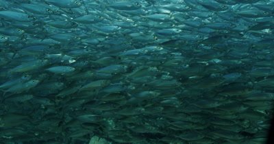 Massive school of Sardines swim in front of camera. Hypnotizing.