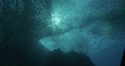 Low angle of school of fish silhouette, sea lion enters and exits frame