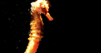 Sea horse filmed in tank with artistic lighting.