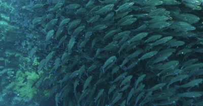 Hundreds of black striped salema fish.