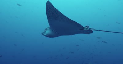 Spotted eagle ray swims across and exits frame.