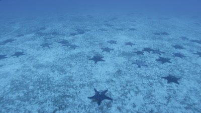 Camera moves above seabed covered with starfish