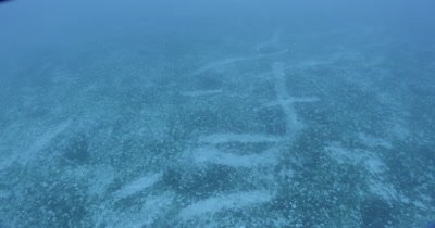 Shot along ocean floor of tracks left by stingrays in sand.