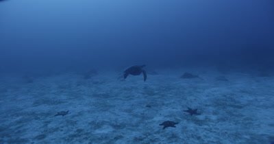 Sea turtle swims away from camera along ocean floor.  Starfish on floor.