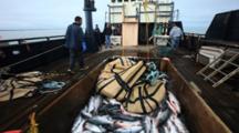Bristol Bay Salmon Fishery - Brailer Full Of Salmon Spills Into Fish Hold