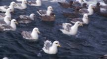 Crab Fishing Bering Sea - Northern Fulmar And Seagulls Wait For Scraps Of Bait