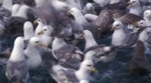 Crab Fishing Bering Sea - Northern Fulmar And Seagulls Fight Over Scraps Of Bait