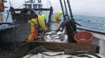 Men On Fishing Boat Handle Halibut Catch, Longlining For Halibut And Black Cod Alaska