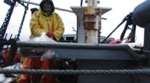 Men On Fishing Boat Handle Halibut Catch, Longlining For Halibut And Black Cod Alaska