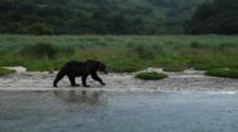 Brown Bears Grizzly Bears Of Katmai - Dark Brown Bear Walks Along Scenic River In Blowing Rain