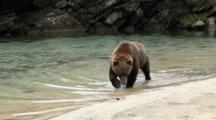 Brown Bears Grizzly Bears Of Katmai - Brown Bear Ambles Through Turquoise River