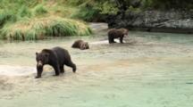 Brown Bears Grizzly Bears Of Katmai - Mother Walks Along Beautiful Clean River With Cubs Nearby