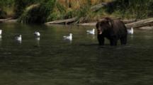 Brown Bears Grizzly Bears Of Katmai - Bear Chases Down And Catches Salmon