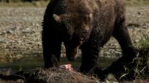 Brown Bears Grizzly Bears Of Katmai - Big Bear Eats Salmon On River Bank