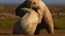 Polar Bears Sparring On Tundra