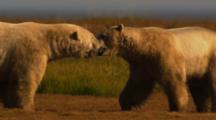 Polar Bears Sparring On Tundra