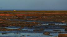 Tidal Flat And Tundra In Fall Colors, Distant Lone Polar Bear