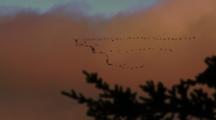 Flock Of Snow Geese Flies In Formation Behind Silhouetted Trees At Dawn Or Dusk