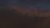 Flock Of Snow Geese Flies In Formation In Stormy Sky