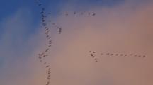 Flock Of Snow Geese Flies In Formation In Blue Sky
