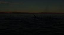 Pod Of Whales Or Dolphins, Possibly Orcas, Silhouetted At Sunrise Or Sunset