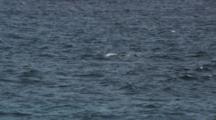 Pod Of Narwhals Swim On Surface