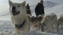Approaching Inuits With Sled Dogs