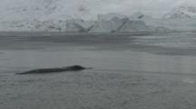 View From Boat Traveling Along Arctic Greenland Coastline, Animal In Water Possibly Whale