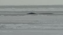 Whale Travels Through Channel In Melt Ice