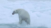 Polar Bear Swims On Surface, Gets Out On Ice Floe And Runs