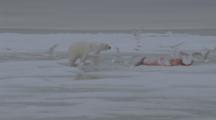 Polar Bear Investigates Whale Or Dolphin Carcass, Takes A Bite