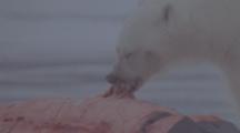 Polar Bear Feeds On Whale Or Dolphin Carcass