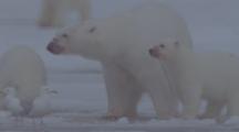 Polar Bear And Cubs Feed On Whale Or Dolphin Carcass