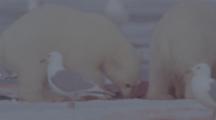Polar Bear And Cubs Feed On Carcass, Gulls In Foreground