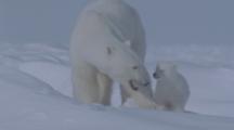 Polar Bear With Very Small Cubs Digs In The Snow