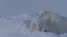 Polar Bear With Very Small Cubs Tries To Sleep In The Snow, Cubs Lie On Top