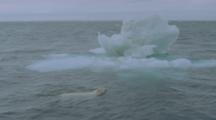 Polar Bear Swims And Gets On Ice Floe